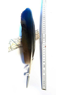 Zeremonialfeder - Storchenfeder - Räucherfeder 41 cm (3)
