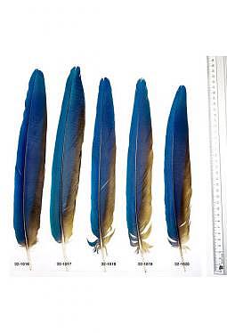 Ara Federn - Schwanzfedern Papagei blau-gelb (2)
