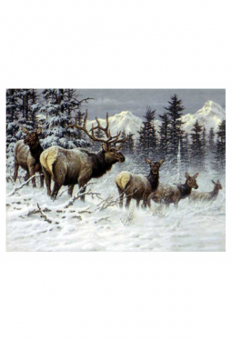 Colorado Elk - Kunstkarte 14 cm x 18 cm
